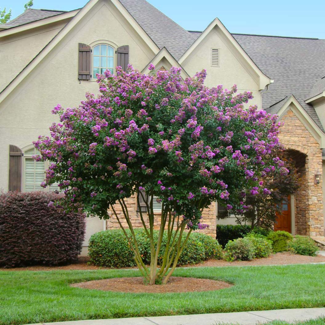 Twilight Crape Myrtle Tree - Image 3