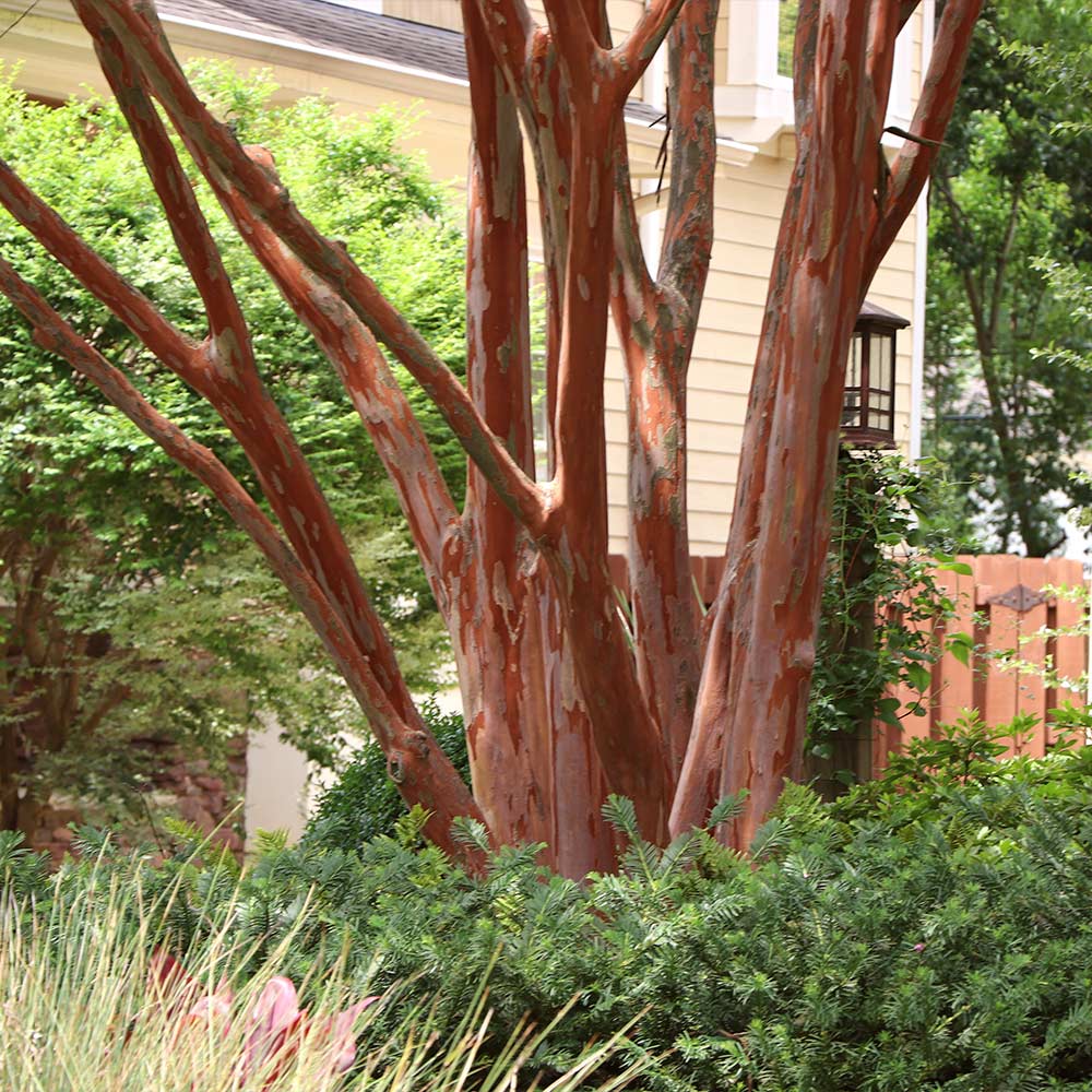 Twilight Crape Myrtle Tree - Image 4