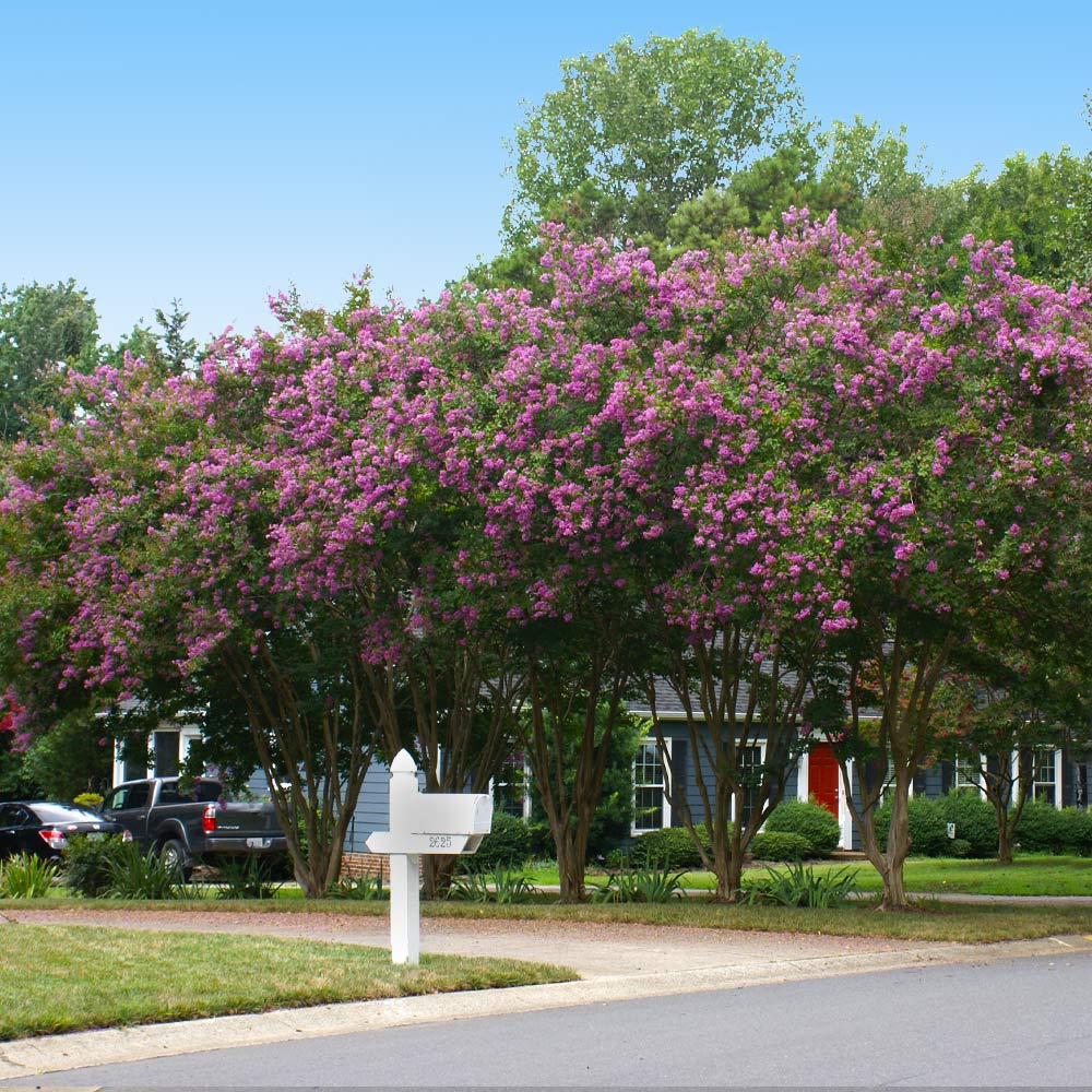 Twilight Crape Myrtle Tree - Image 5