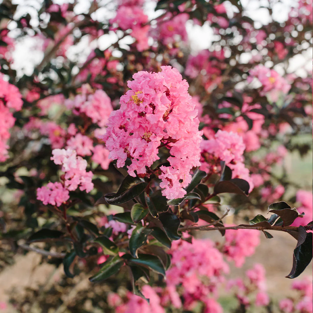 First Editions® Twilight Magic™ Crape Myrtle - Image 2
