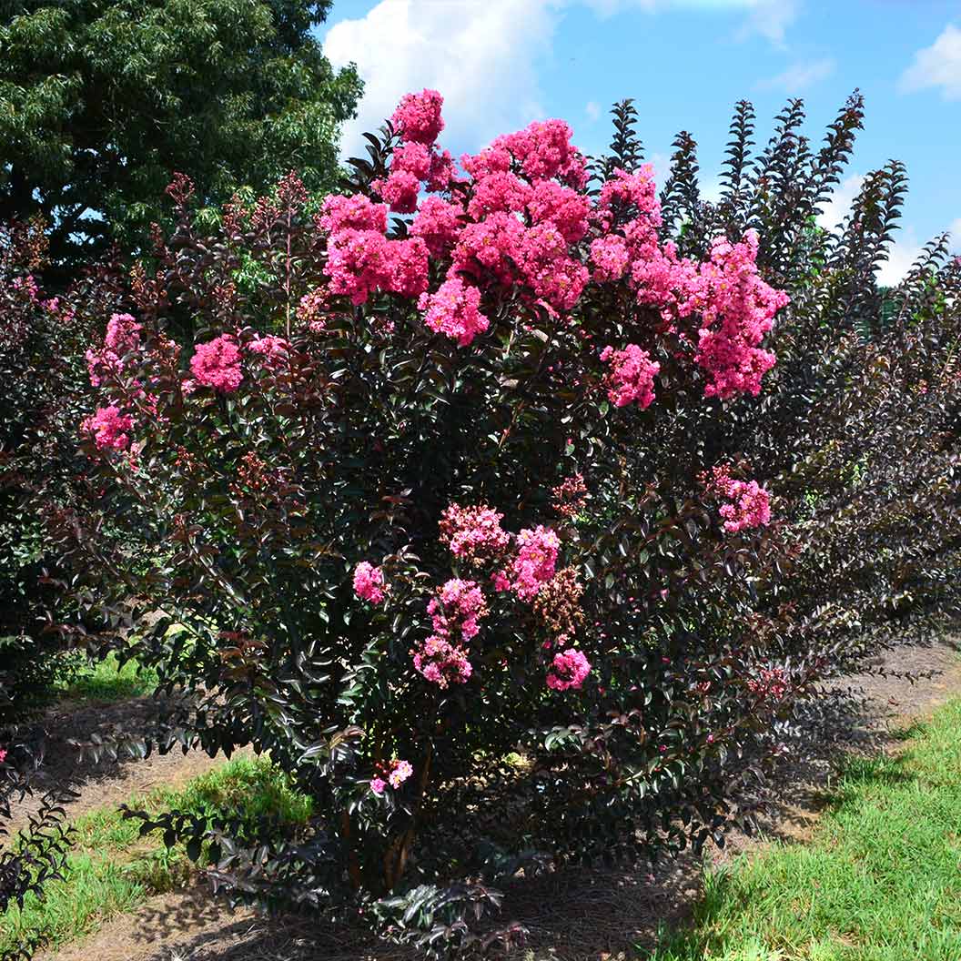 First Editions® Twilight Magic™ Crape Myrtle - Image 3