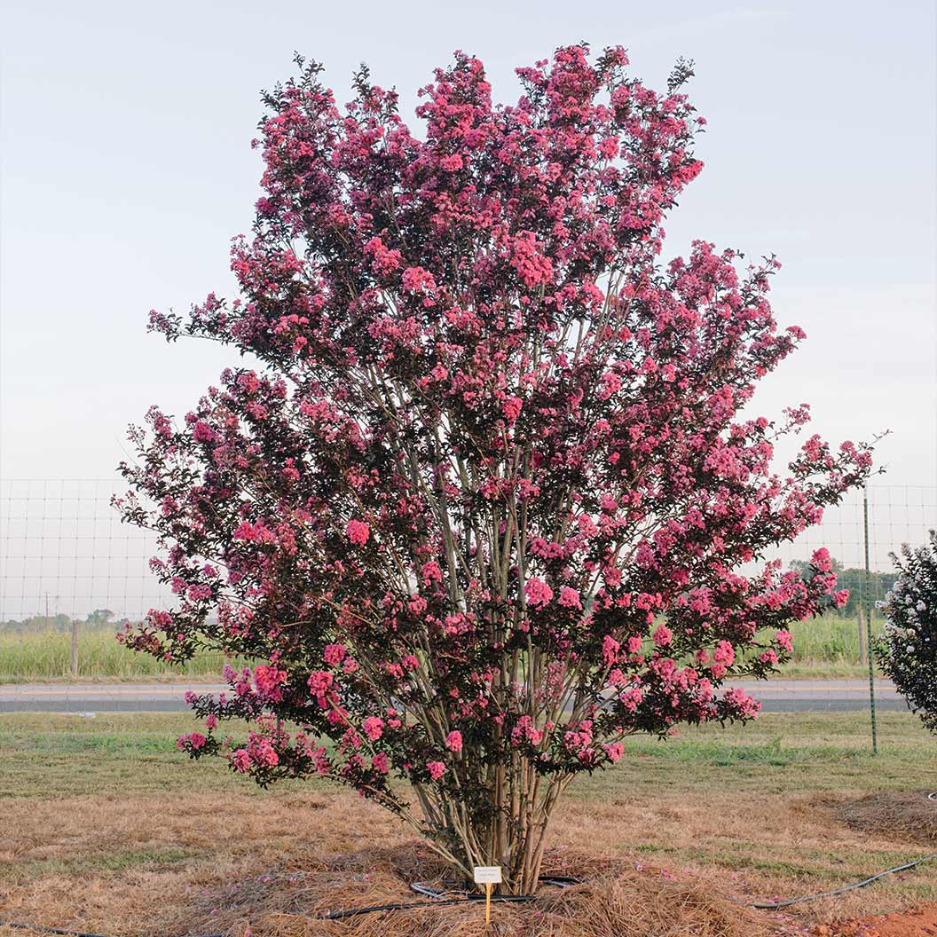 First Editions® Twilight Magic™ Crape Myrtle - Image 4