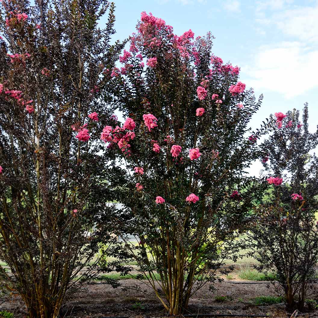 First Editions® Twilight Magic™ Crape Myrtle - Image 5