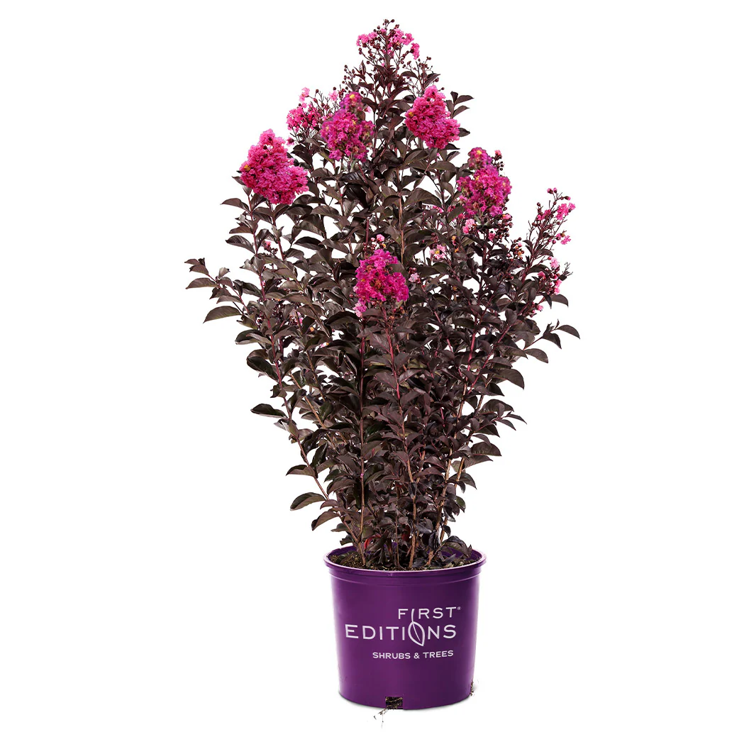 First Editions® Twilight Magic™ Crape Myrtle - Image 6