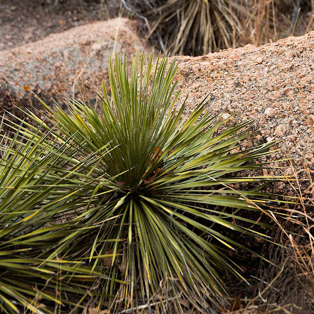 Twin Flower Agave Plants Arizona - Image 3