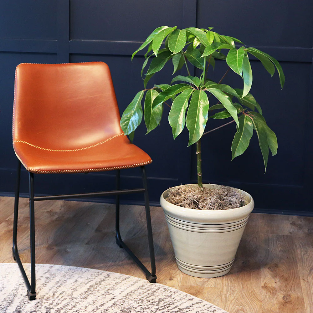Umbrella Tree - Image 2