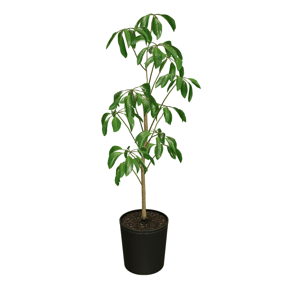 Umbrella Tree - Image 3