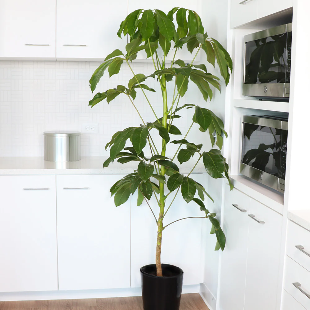 Umbrella Tree - Image 4