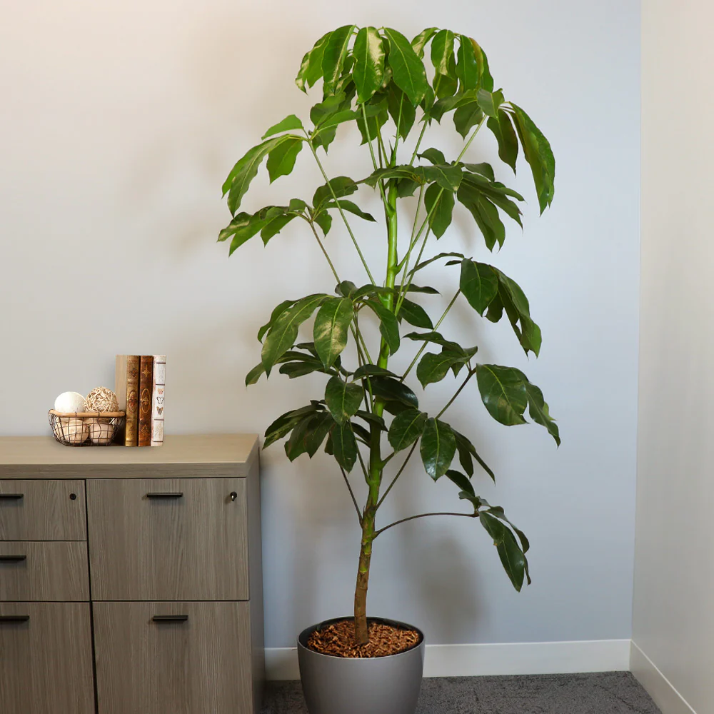 Umbrella Tree - Image 5