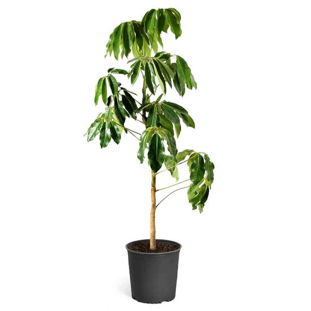 Umbrella Tree - Image 6