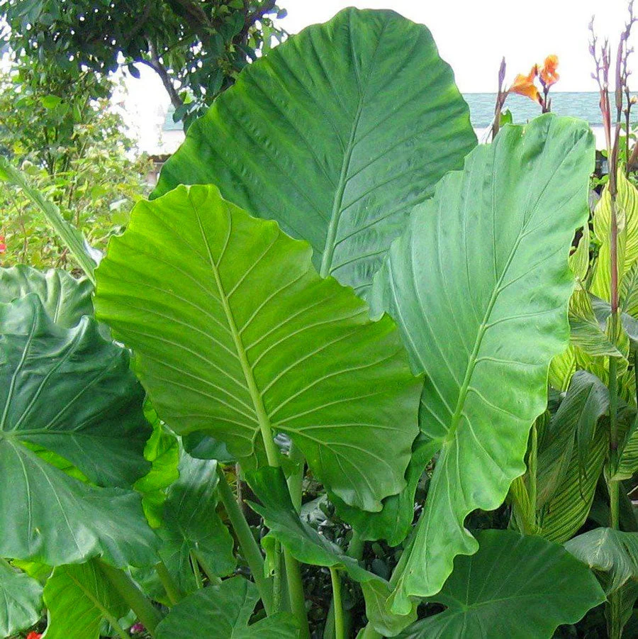 Upright Elephant Ear - Image 2