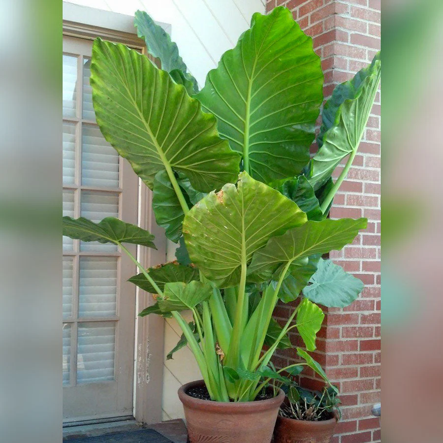 Upright Elephant Ear - Image 3