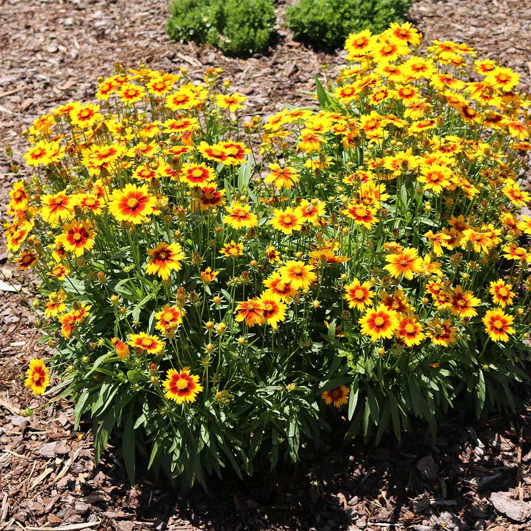 Better Versions® Uptick⢠Gold & Bronze Tickseed Plant