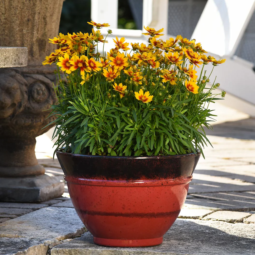 Better Versions® Uptick⢠Gold & Bronze Tickseed Plant - Image 3
