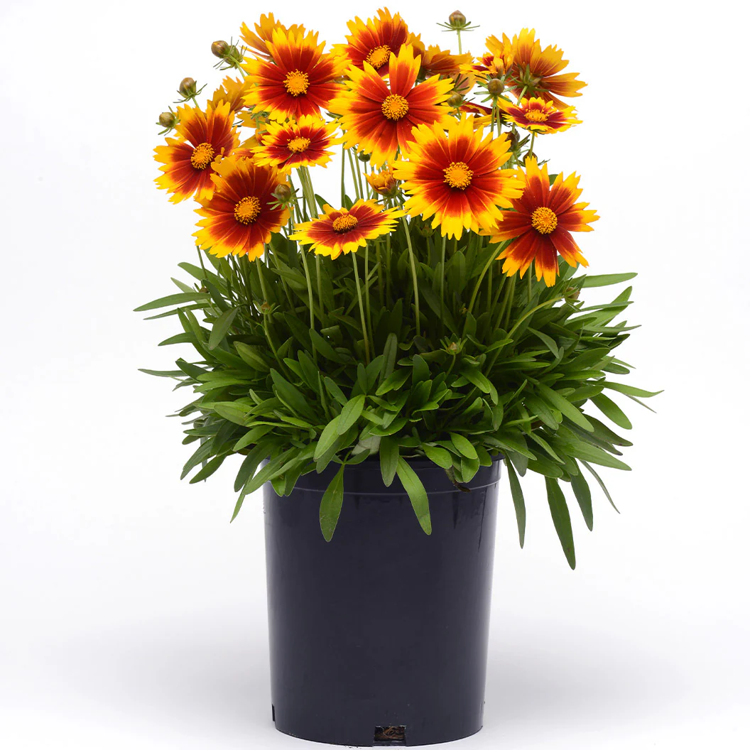 Better Versions® Uptick⢠Gold & Bronze Tickseed Plant - Image 4