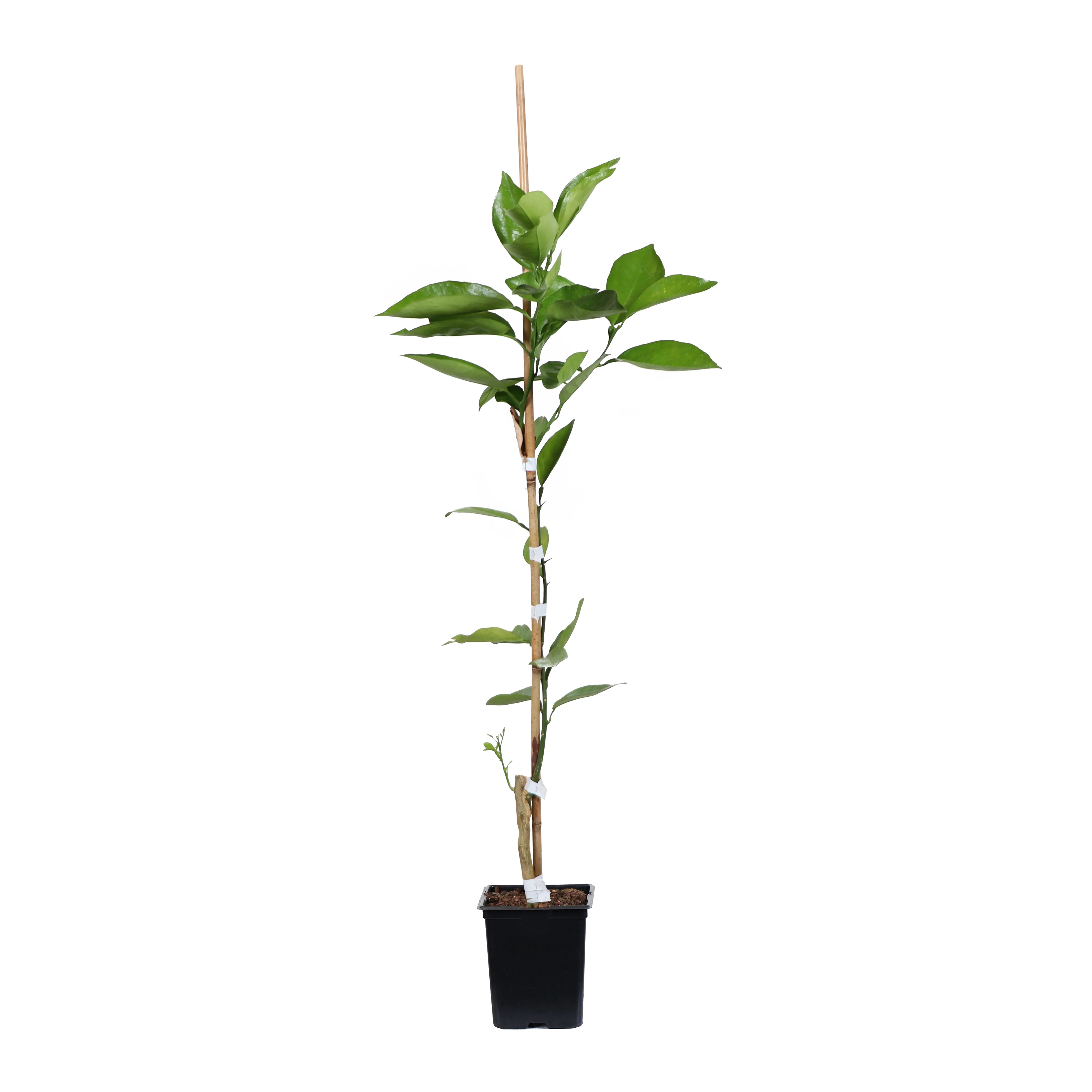 Valencia Orange Tree - Image 7