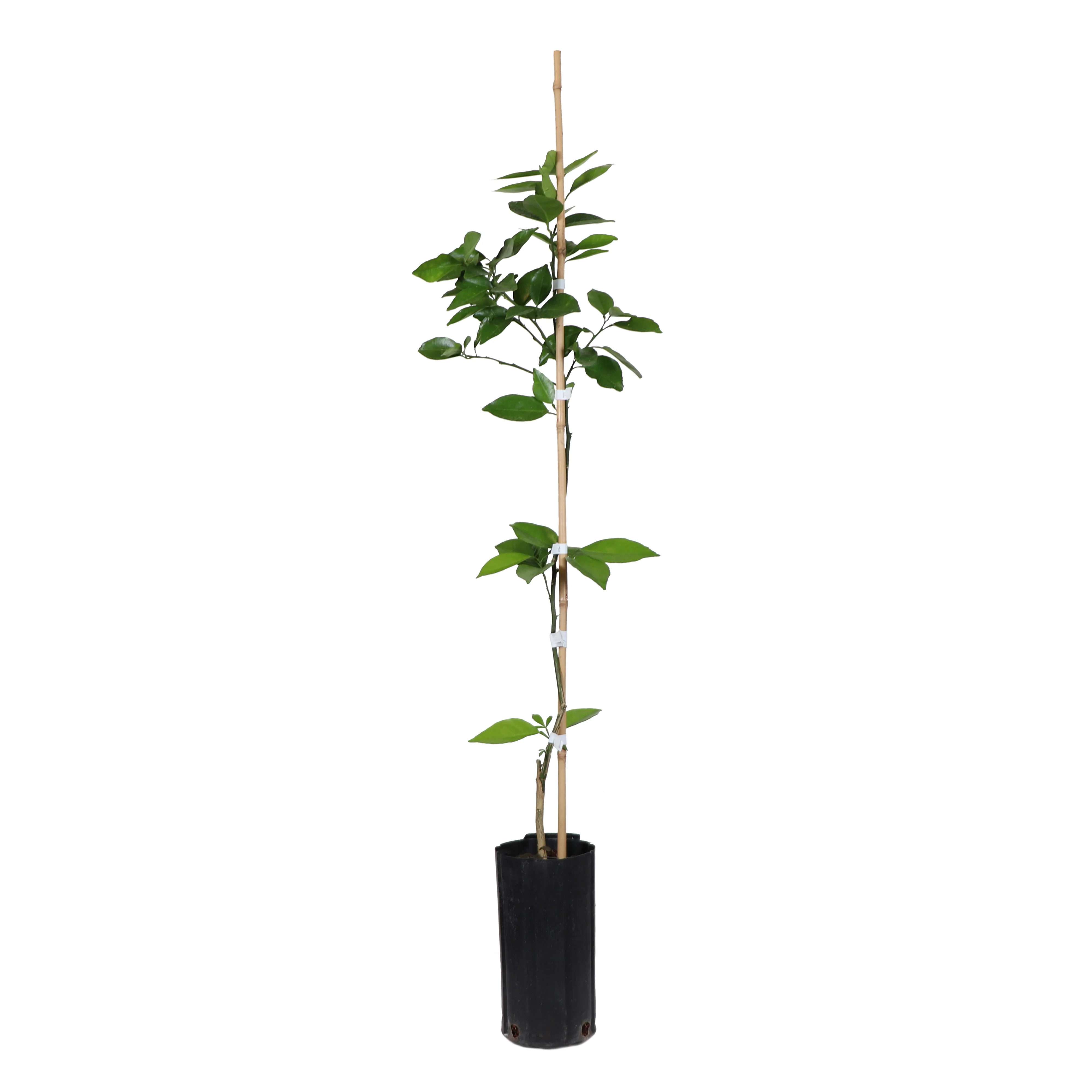 Valencia Orange Tree - Image 8