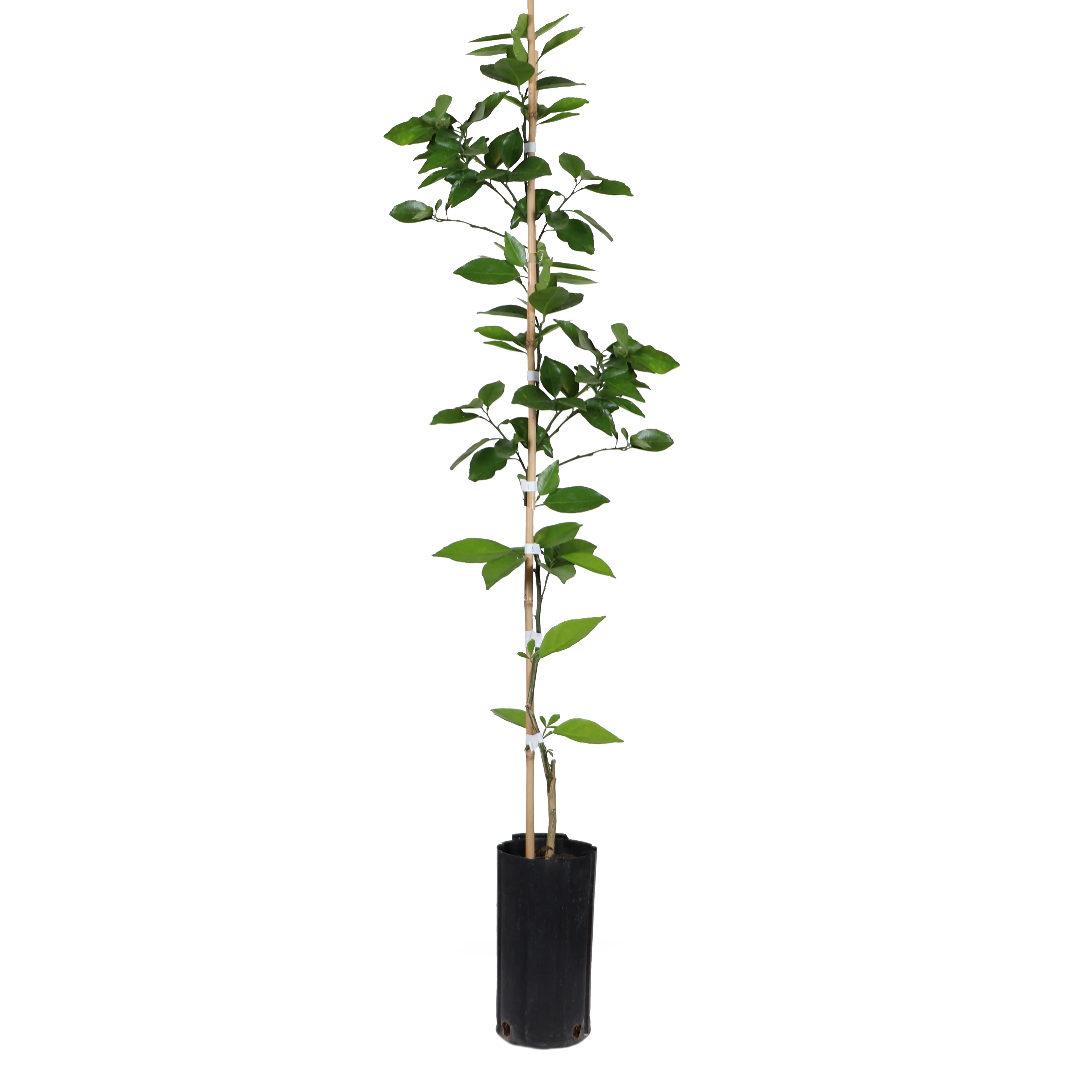 Valencia Orange Tree - Image 9