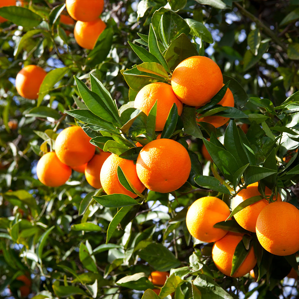 Valencia Orange Tree - Image 3