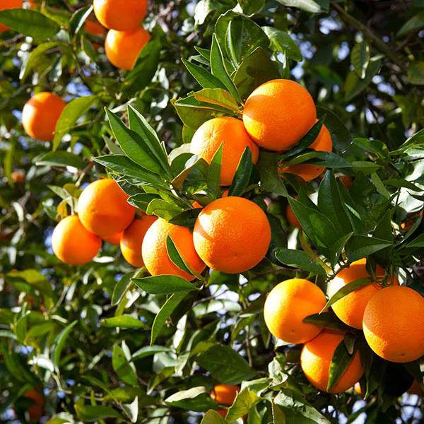 Valencia Orange Tree - Image 3
