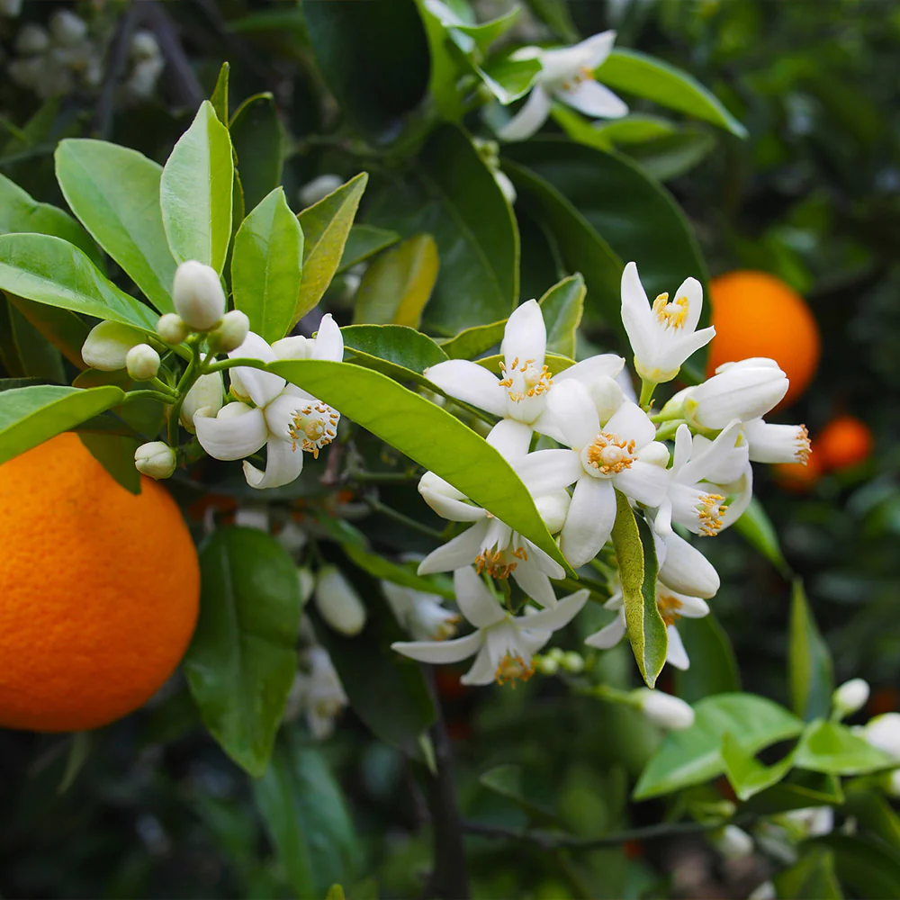 Valencia Orange Tree - Image 4