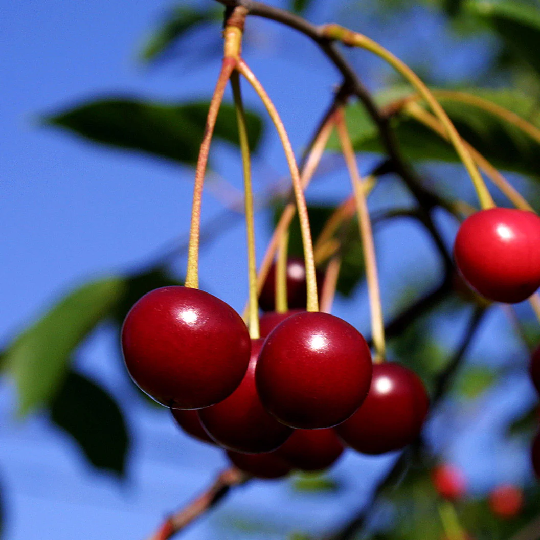 Van Sweet Cherry Tree - Image 2