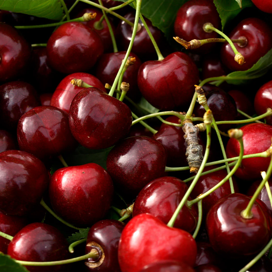 Van Sweet Cherry Tree - Image 3