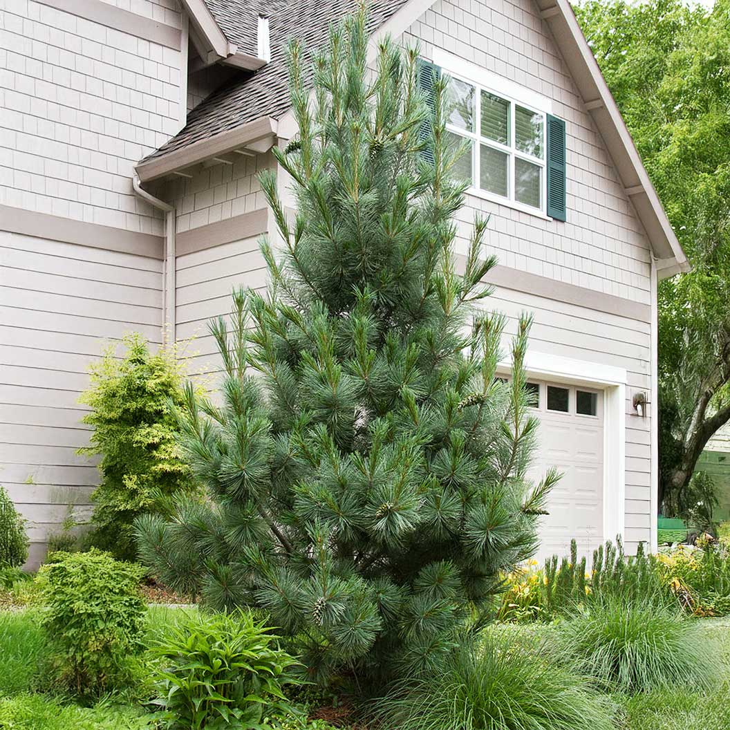 Vanderwolf's Pyramid Limber Pine - Image 2