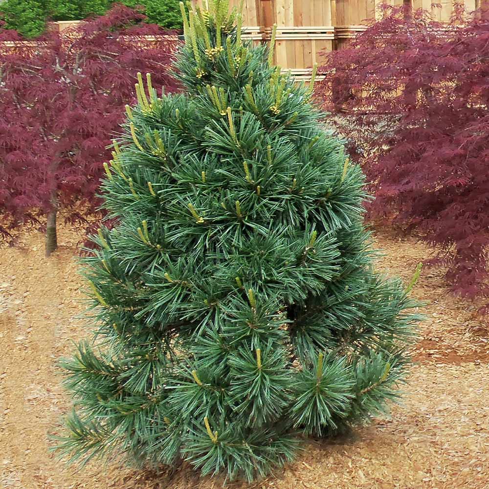 Vanderwolf's Pyramid Limber Pine - Image 3