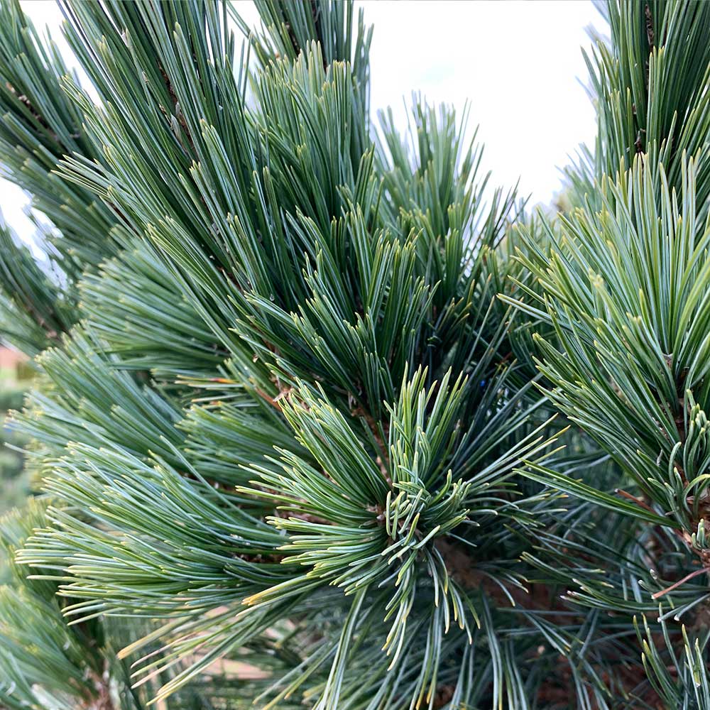 Vanderwolf's Pyramid Limber Pine - Image 4