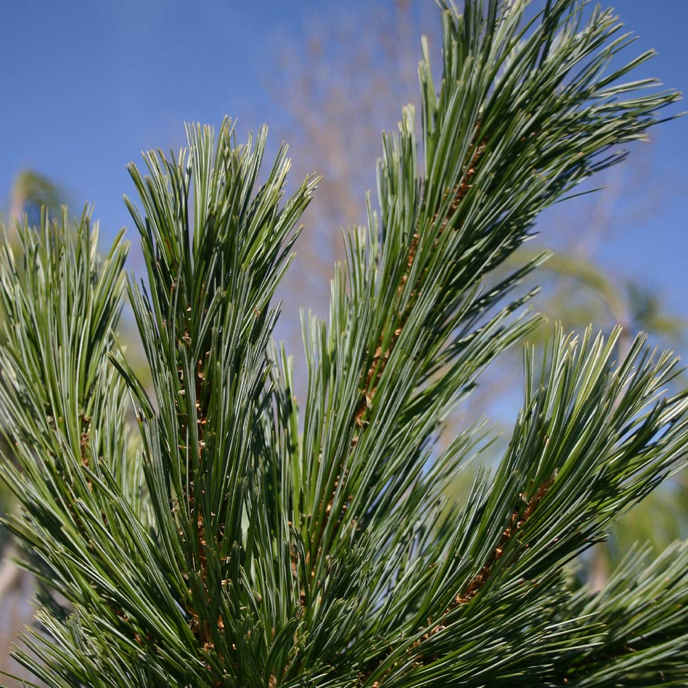 Vanderwolf's Pyramid Limber Pine - Image 5