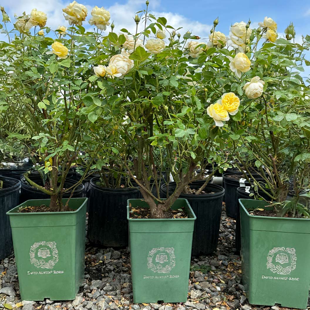 David Austin® Vanessa Bell® Rose Shrub - Image 10