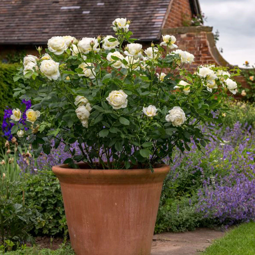 David Austin® Vanessa Bell® Rose Shrub - Image 11