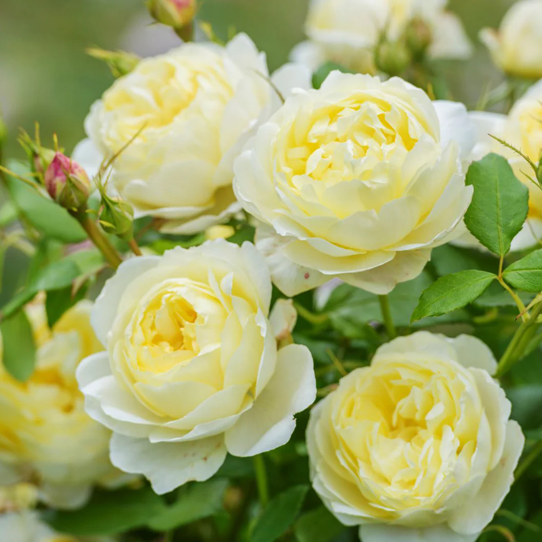 David Austin® Vanessa Bell® Rose Shrub - Image 2