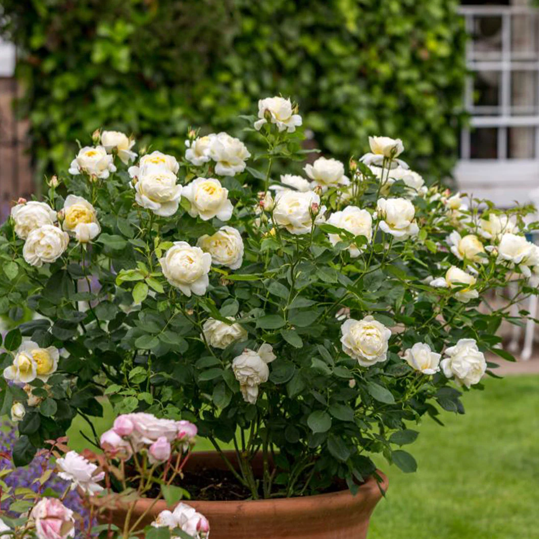 David Austin® Vanessa Bell® Rose Shrub - Image 3