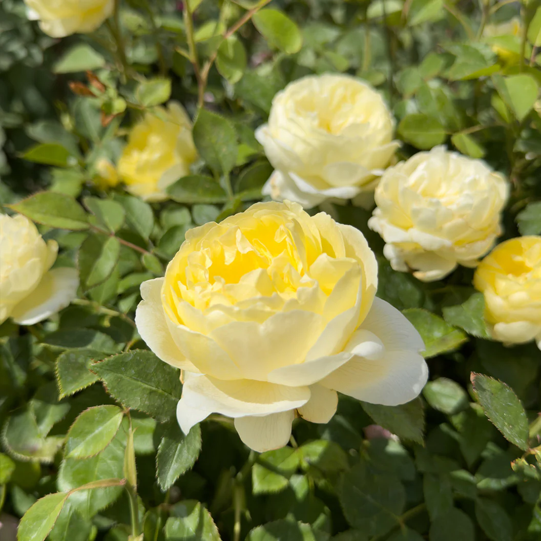 David Austin® Vanessa Bell® Rose Shrub - Image 4