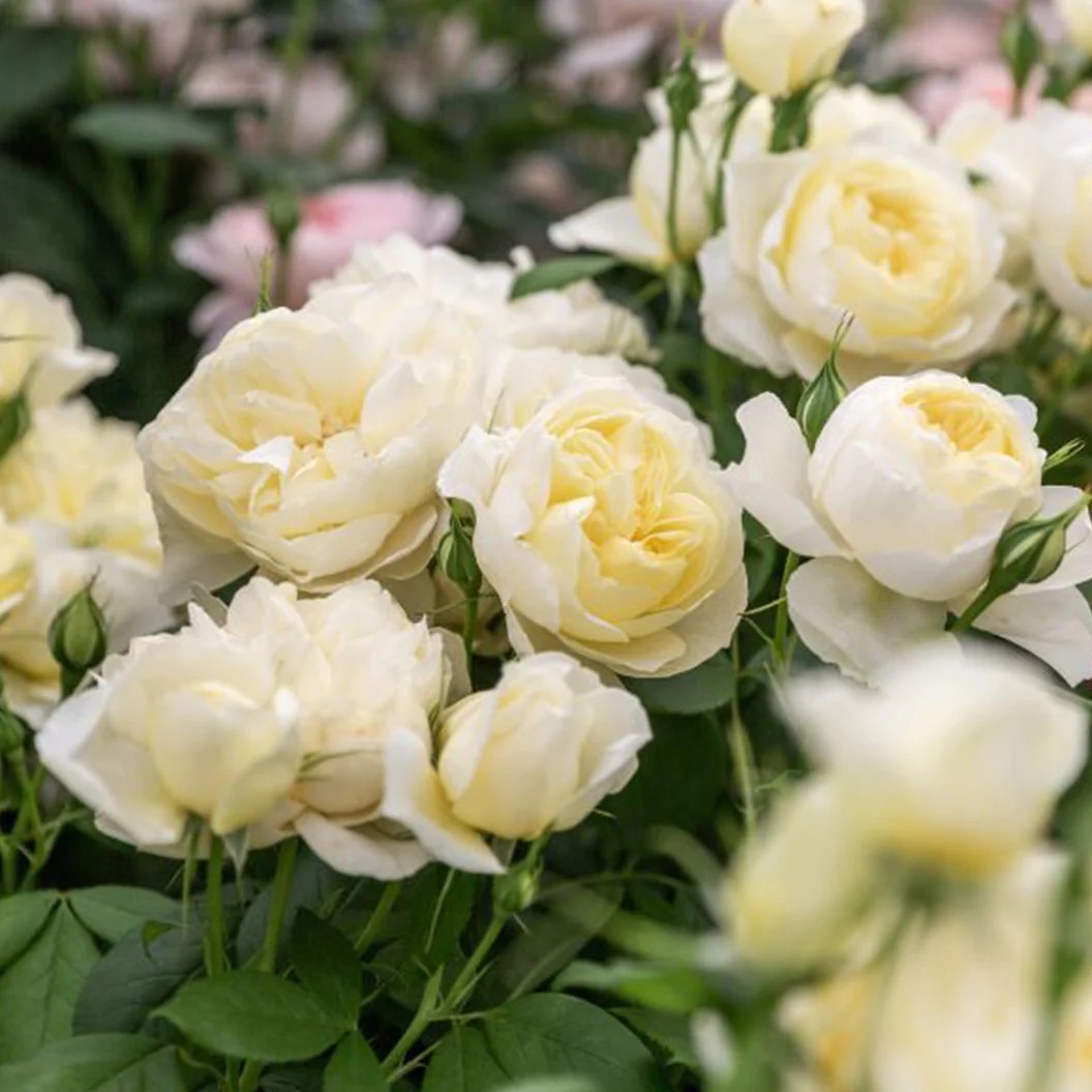 David Austin® Vanessa Bell® Rose Shrub - Image 5