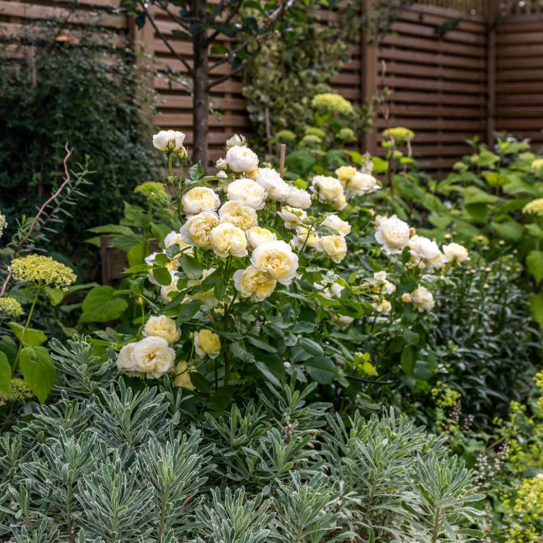 David Austin® Vanessa Bell® Rose Shrub - Image 6