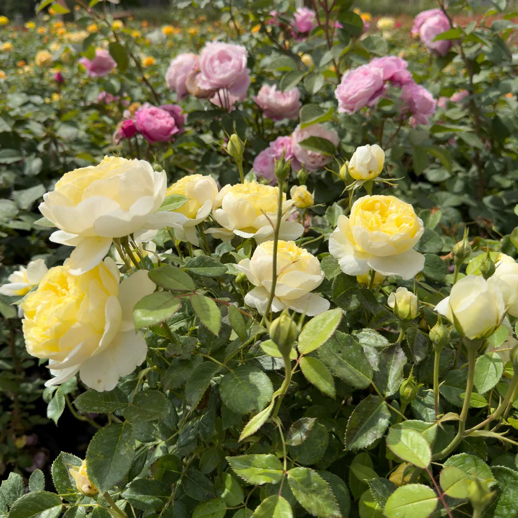 David Austin® Vanessa Bell® Rose Shrub - Image 7