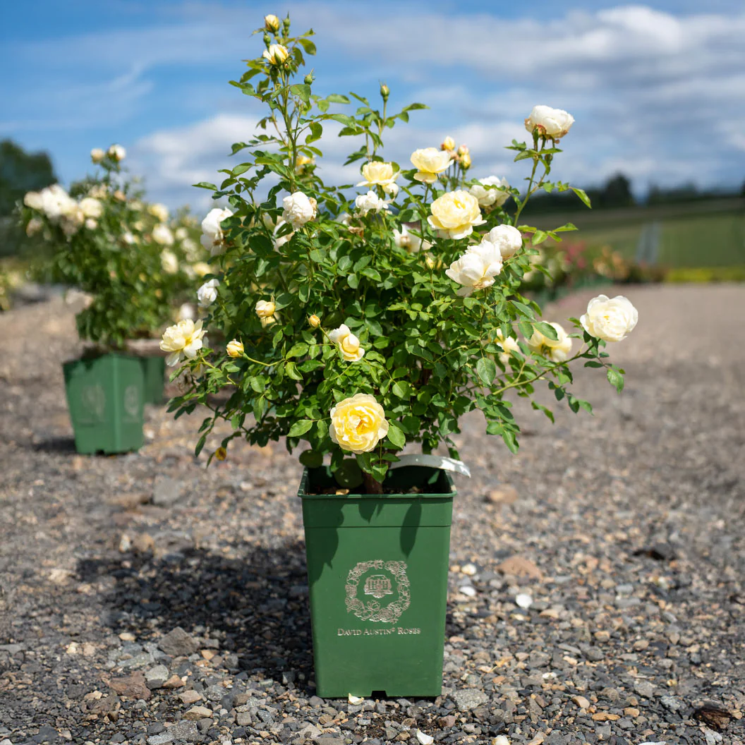 David Austin® Vanessa Bell® Rose Shrub - Image 8