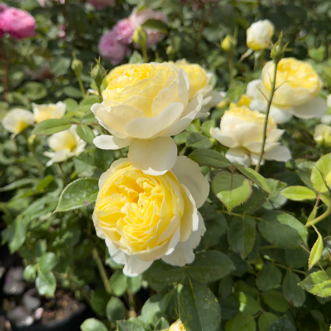 David Austin® Vanessa Bell® Rose Shrub - Image 9