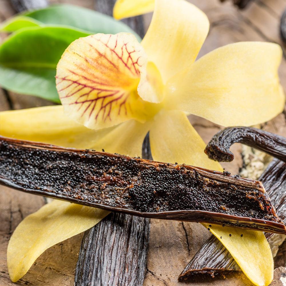 Vanilla Bean Plant - Image 2