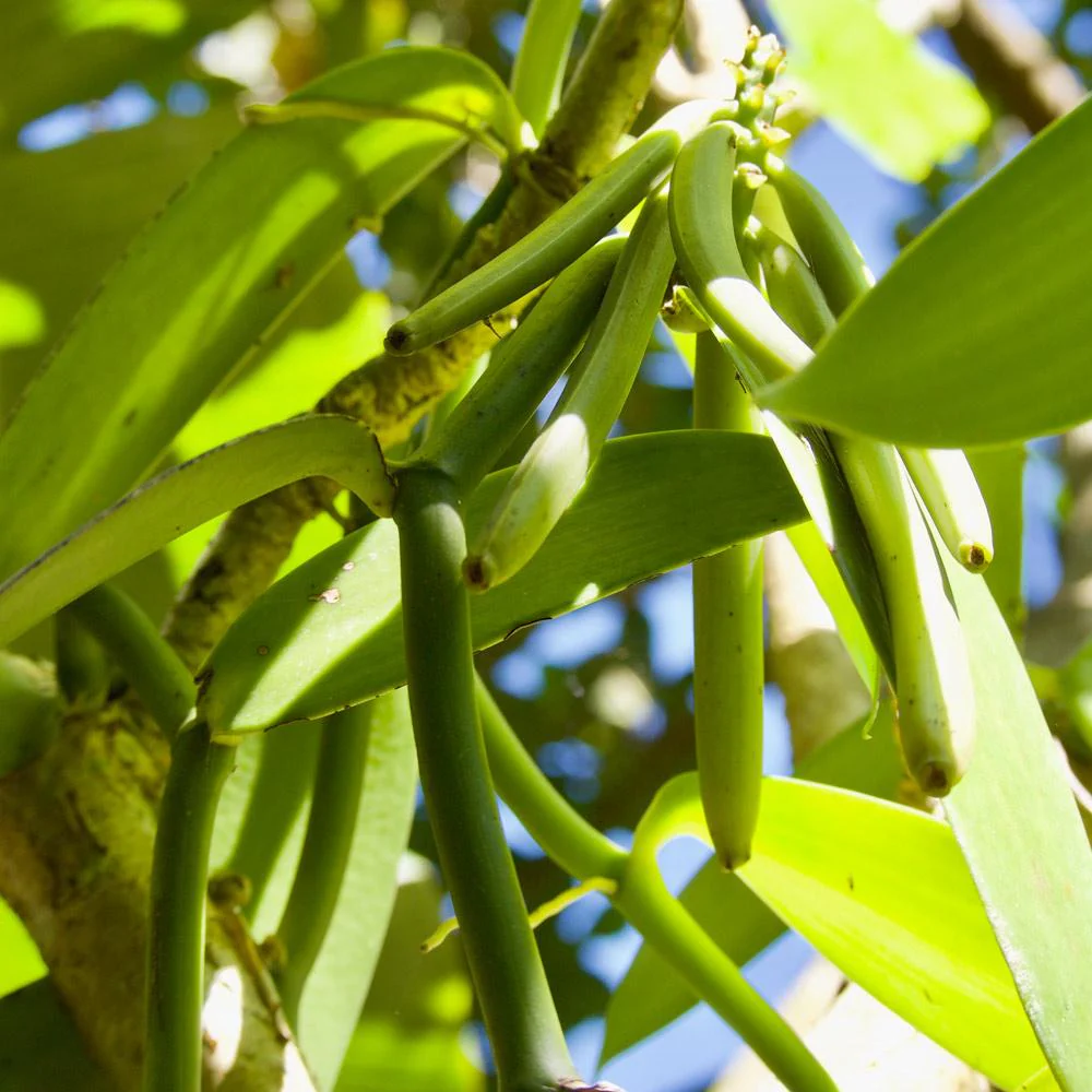 Vanilla Bean Plant - Image 3