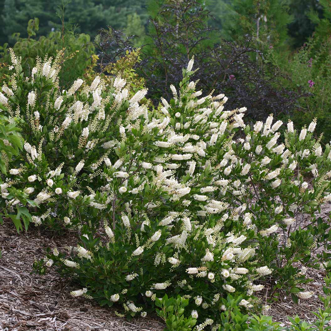 Proven Winners®  Vanilla Spice® Summersweet Clethra - Image 2