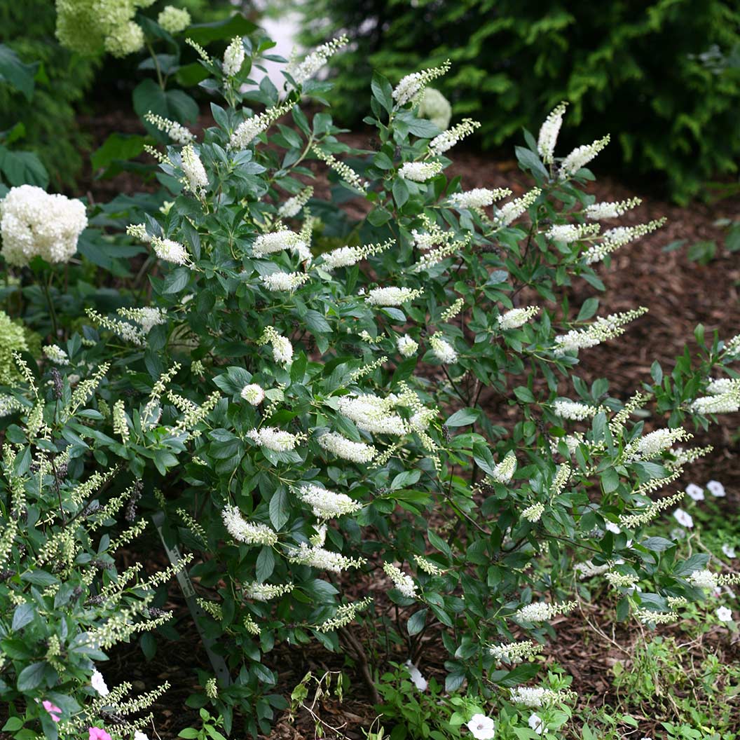 Proven Winners®  Vanilla Spice® Summersweet Clethra - Image 3