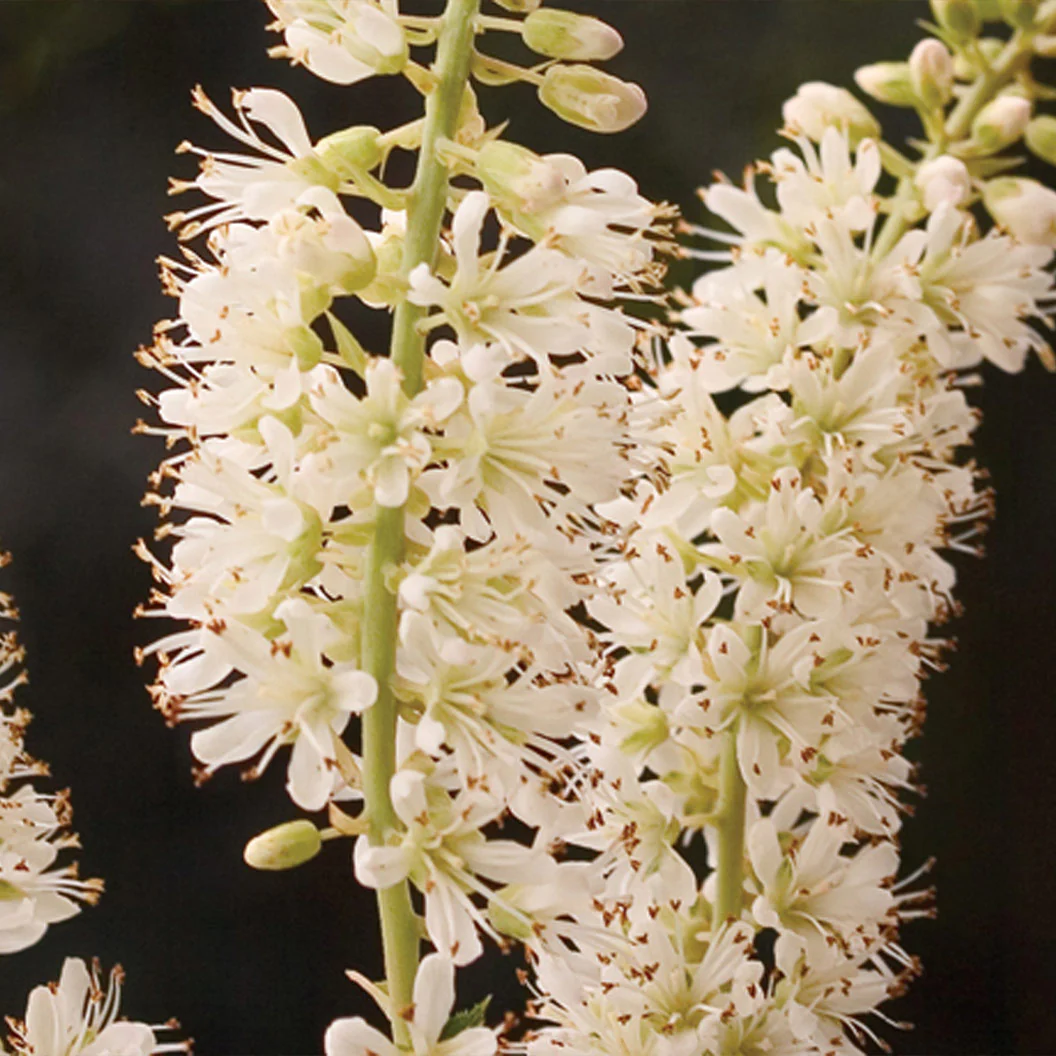 Proven Winners®  Vanilla Spice® Summersweet Clethra - Image 4