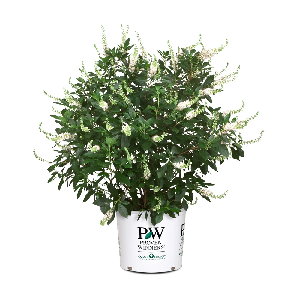 Proven Winners®  Vanilla Spice® Summersweet Clethra - Image 5
