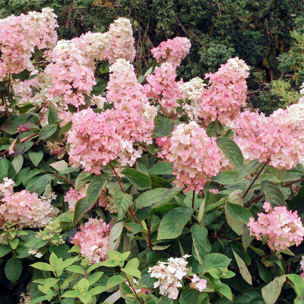 Vanilla Strawberry Hydrangea Shrub - Image 4