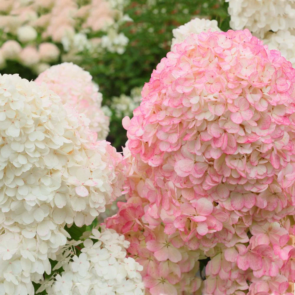 Vanilla Strawberry Hydrangea Tree - Image 3