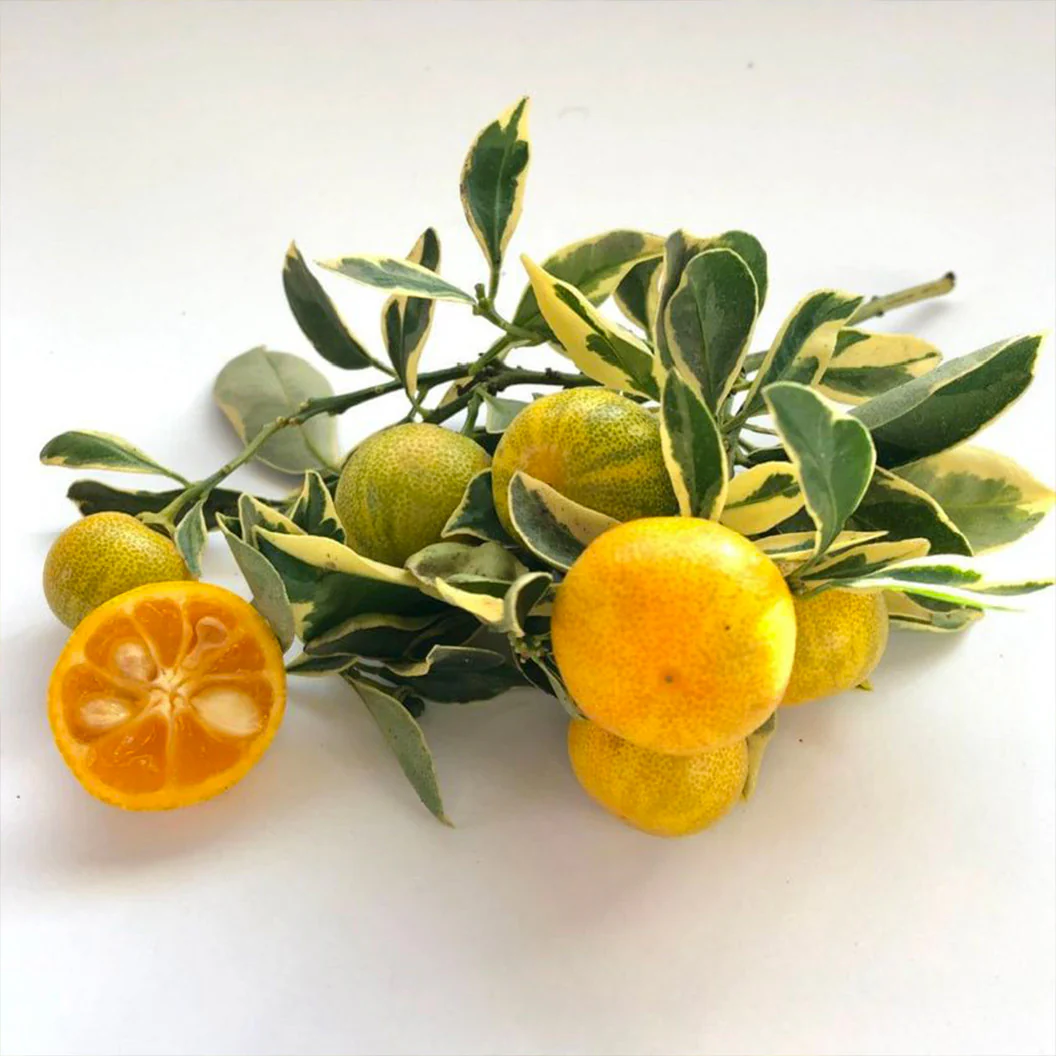 Variegated Calamondin Tree - Image 2